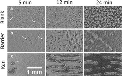 The dynamics of single-to-multi layer transition in bacterial swarms